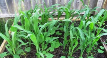 Jak zasadit okurky s kukuřicí v otevřeném terénu, je to možné?